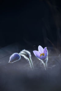 Close-up of purple crocus flower