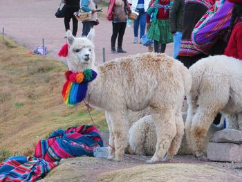 Adult alpaca