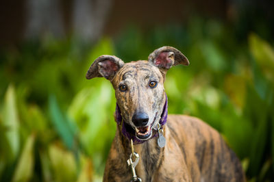 Close-up portrait of dog