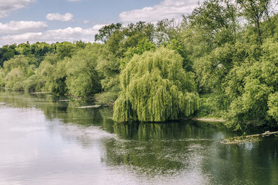 Scenic view of lake by trees against sky