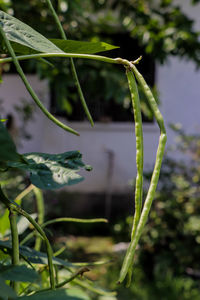 Close-up of plant growing on field