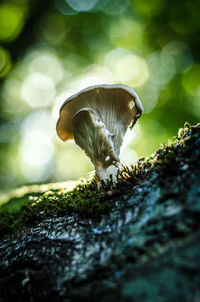 Close-up of mushroom