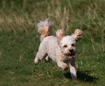 Full length of puppy running on grassy field