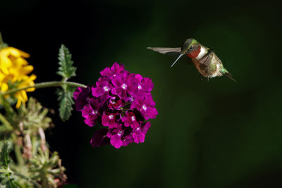 Close-up of bee on flower