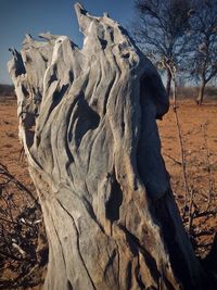 Close-up of dead tree on field