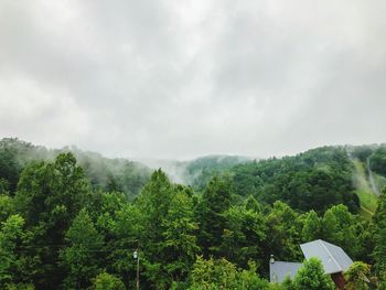 Scenic view of forest against sky