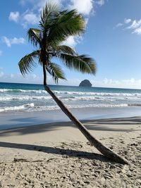 Palm tree by sea against sky