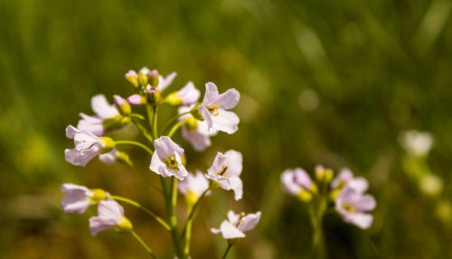 Close-up of flowers