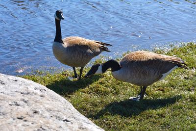 Ducks on lakeshore