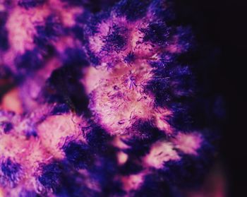 Close-up of purple flowers