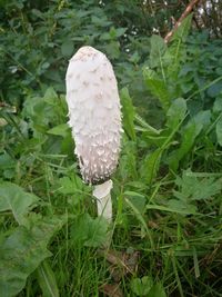 High angle view of palm trees growing on field