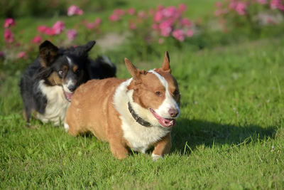 Portrait of a dog on field