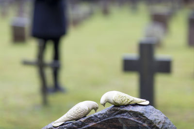 Two doves carved on tombstone, skogskyrkogarden, stockholm, sweden