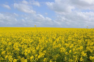 Scenic view of oilseed rape field against sky