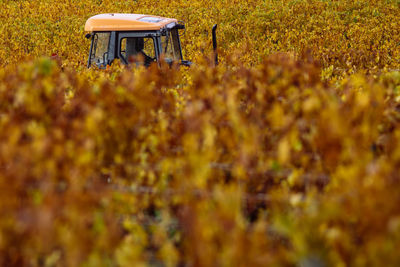 Brightly colored vineyard in burgundy near buxy in saône-et-loire in autumn