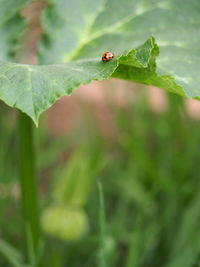 Close-up of ladybug on leaf