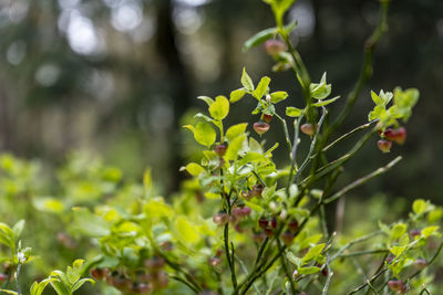 plant
