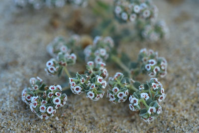 Close-up of succulent plant