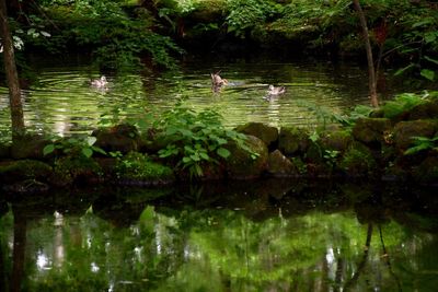 Ducks swimming in lake