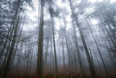 Low angle view of trees in forest