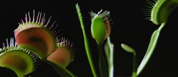 Close-up of plant against blurred background