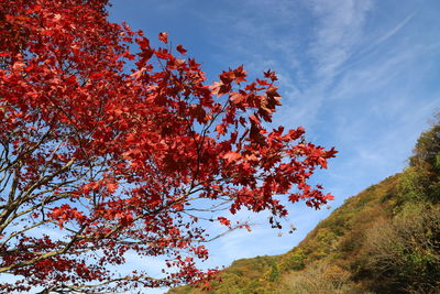 Low angle view of autumnal tree against sky