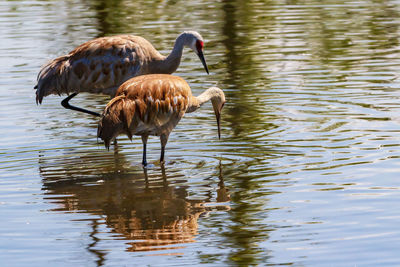 Herons standing in lake