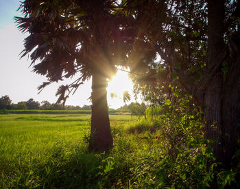 Trees on field against sky