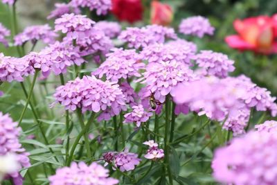 Close-up of pink flowering plants in park