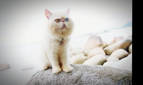 White cat looking away