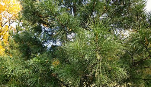 Low angle view of plants