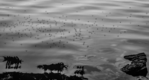 Low angle view of silhouette birds flying in sky