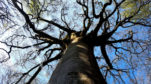 Low angle view of bare trees against sky