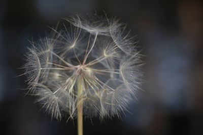 Close-up of dandelion against blurred background