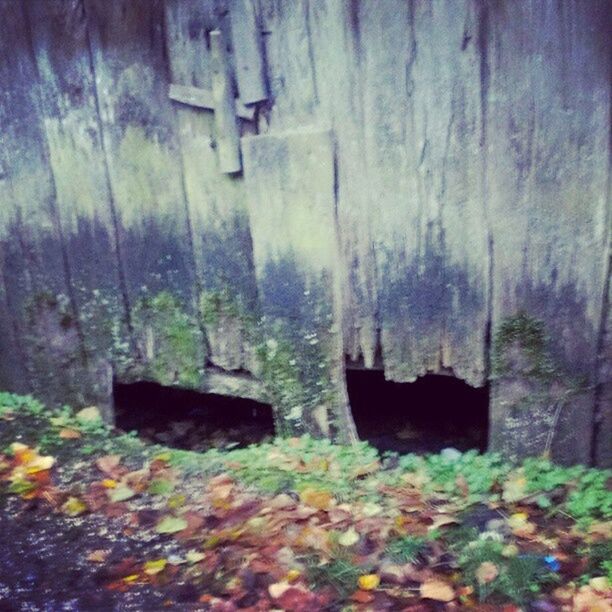 abandoned, built structure, old, architecture, damaged, deterioration, obsolete, run-down, house, wood - material, building exterior, wall - building feature, weathered, leaf, outdoors, day, no people, plant, bad condition