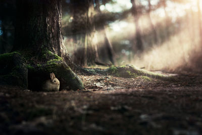 Close-up of rabbit in forest