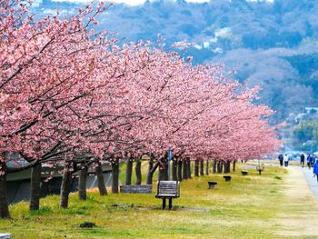 Pink cherry blossoms in spring