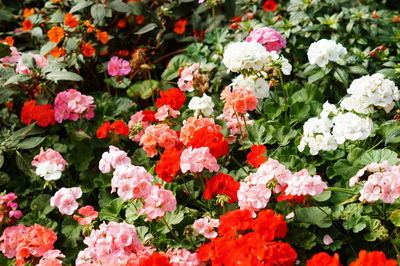 Close-up of flowering plants