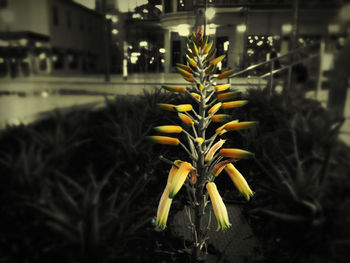 Close-up of yellow flowers blooming at night