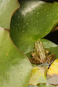 Close-up of water flowing from leaf