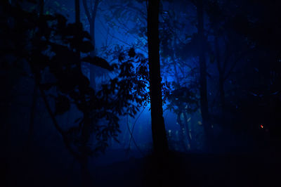 Silhouette trees in forest at night