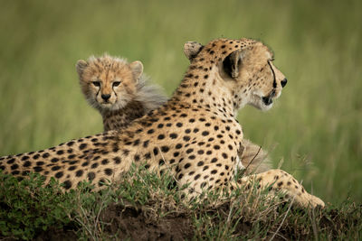 View of a cat on land