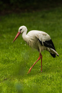 Side view of a bird on grass