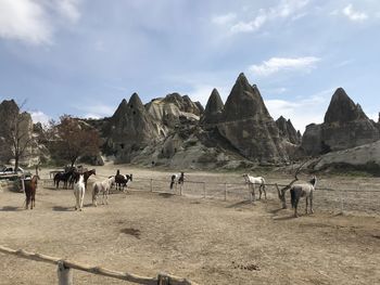 View of horses on field against sky