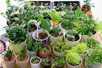 Potted plants and vegetables