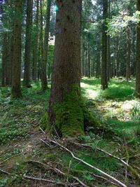 Trees growing in forest