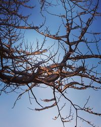 Low angle view of bare tree against clear blue sky