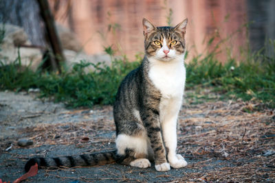 Portrait of cat sitting outdoors