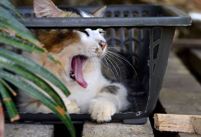 Close-up of a cat