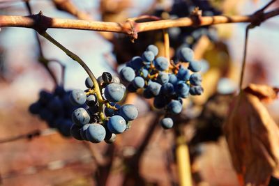 Close-up of grapes growing on tree